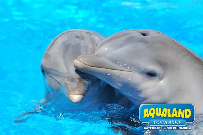 La alimentación de los delfines en Aqualand Costa Adeje