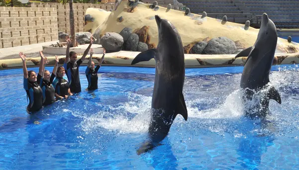 Encuentro con delfines Aqualand Costa Adeje
