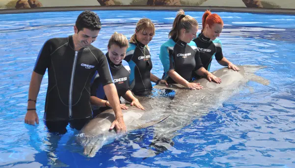 Encuentro con delfines Aqualand Costa Adeje