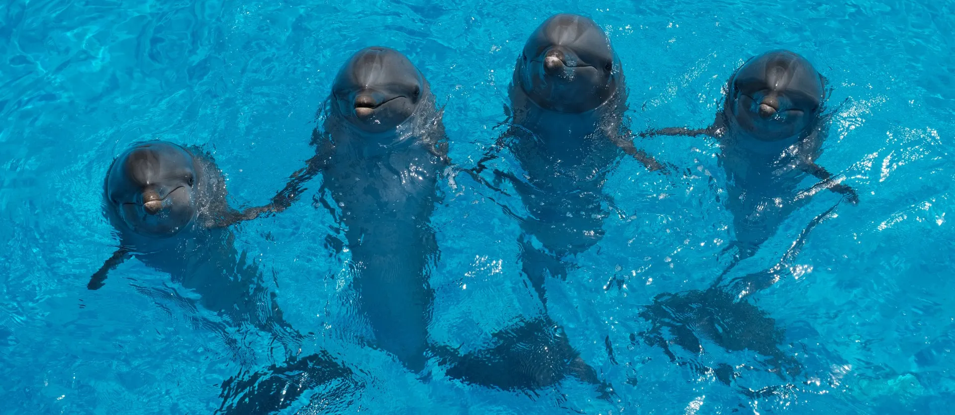 Delfines Aqualand Costa Adeje